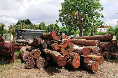 Bắt Đội trưởng kiểm lâm tiếp tay cho Phượng 'râu' buôn gỗ lậu