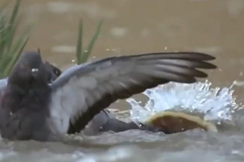 Clip: Bồ câu xấu số bị cá trê dài 2,5m nuối chửng trong nháy mắt
