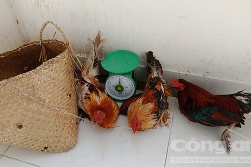 Đột kích trường gà ở Sài Gòn, con bạc nháo nhào tháo chạy