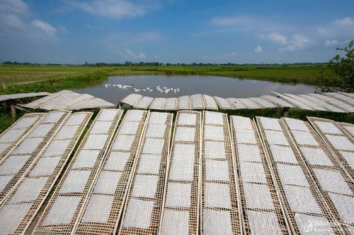 Sức sống làng nghề bánh tráng ở Hưng Phúc