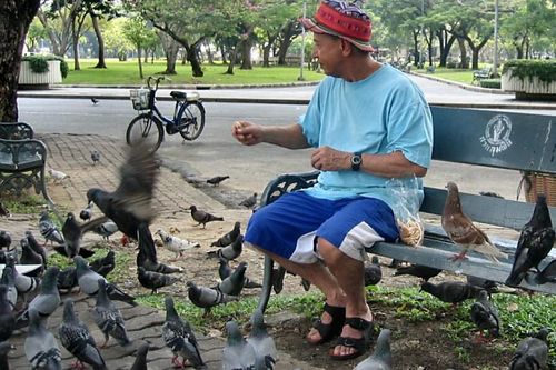 Thái Lan: Cho chim bồ câu ăn cũng có thể bị bỏ tù