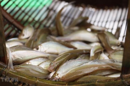 Cá linh mùa nước nổi - 'món quà' cho người dân miền Tây