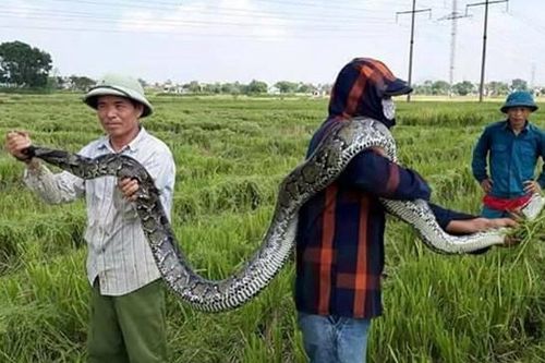 Con trăn dài 2,5 m do người dân bắt lúc gặt lúa được thả về tự nhiên
