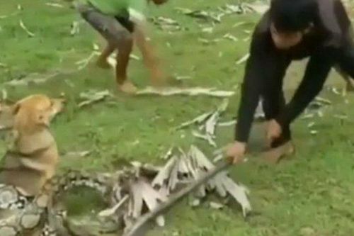 Kinh hãi nhìn 3 bé trai giải cứu chó nhà khỏi rắn khổng lồ