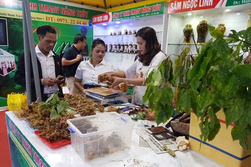 Chợ phiên sâm núi Ngọc Linh thu 4,2 tỷ đồng
