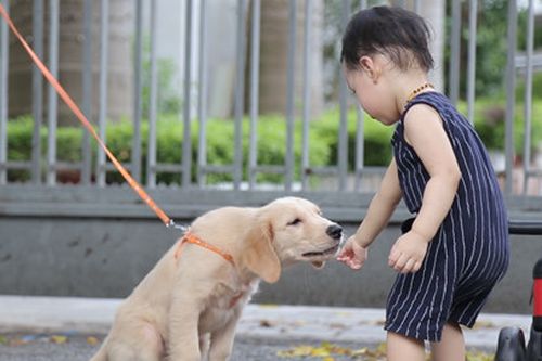 Xử phạt với hành vi không rọ mõm chó nơi công cộng