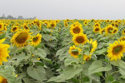 Cánh đồng hoa hướng dương Nghệ An sẽ rộng hơn, cây cao hơn những năm trước