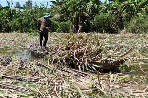 Hàng nghìn héc ta mía tại Hậu Giang bị ngập nước lũ