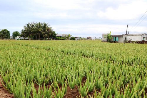 Nông dân Ninh Thuận được mùa nha đam