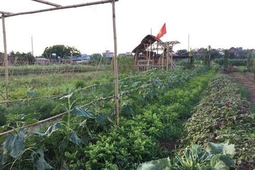 Trồng rau thời công nghệ