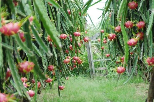 Trung Quốc ngưng mua, thanh long Bình Thuận rớt giá, còn 1.000 đồng/kg