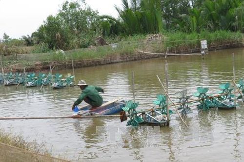 Tiền Giang: Biến Gò Công thành vùng trọng điểm xuất khẩu thủy sản