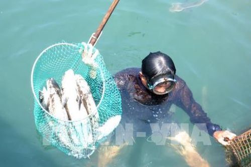 Huyện Bình Sơn, Quảng Ngãi phản hồi về nguyên nhân cá bớp chết hàng loạt