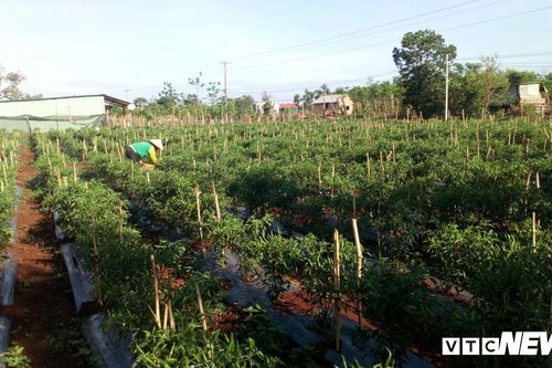 Malaysia tạm dừng cấp phép nhập khẩu ớt Việt Nam