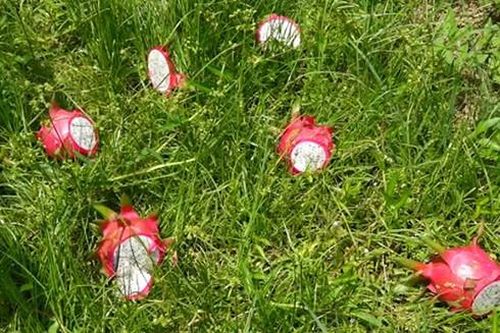 Điệp khúc giải cứu nông sản bao giờ kết thúc?