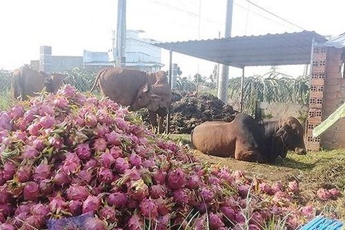 Điêu đứng đầu ra, nông sản Việt bao lần ngậm trái đắng?
