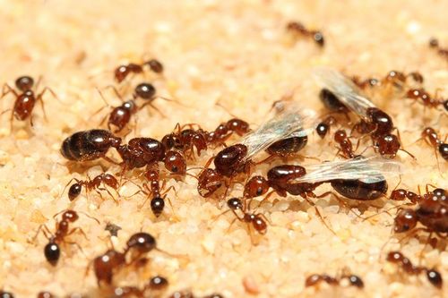 Phát hiện hàng nghìn con 'kiến sát nhân' tại cảng Incheon, Hàn Quốc