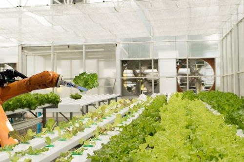 Trang trại trồng rau tự động hoàn toàn bằng robot đầu tiên trên thế giới