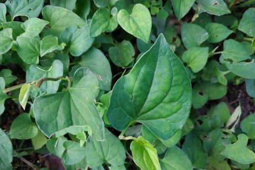 5 loại rau dại công dụng chữa bệnh như 'thần dược', có sẵn trong vườn nhà người Việt