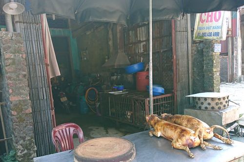 Khuyến khích người dân không ăn thịt chó - Bài 3: Lòng dân đồng thuận, chủ trương đúng sẽ thành công