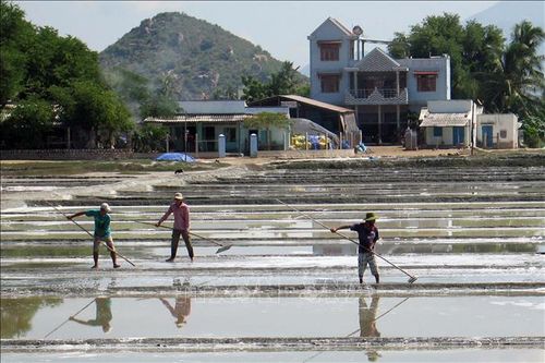 Nông dân Ninh Thuận dồn điền, đổi thửa làm giàu
