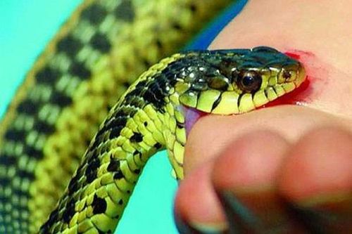Bị rắn độc cắn: Sơ cứu thế nào mới đúng cách