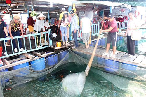 Không đưa khách du lịch đến các bè nổi chưa đủ điều kiện kinh doanh