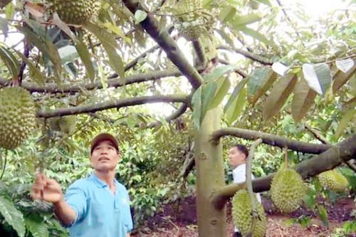 Làm giàu nhờ chuyển đổi cơ cấu cây trồng