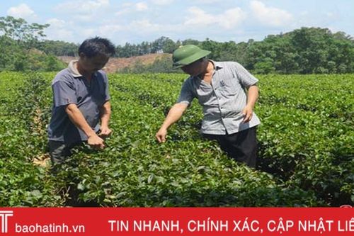 Kim ngạch xuất khẩu chè của Hà Tĩnh đạt 3,4 triệu USD