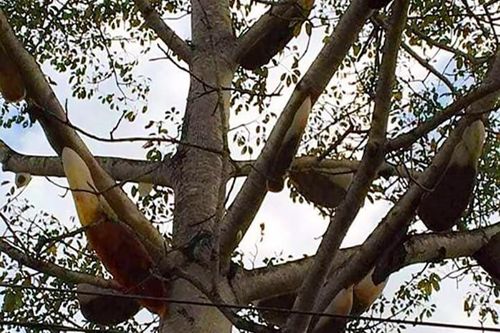 Chuyện lạ khi hàng chục đàn ong mật cùng làm tổ trên cây gạo cổ thụ