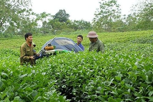 Mô hình liên kết sản xuất chè ở Yên Sơn