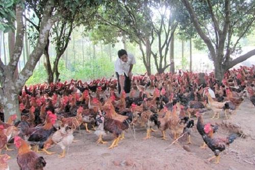 HTX nuôi gà đồi theo chuẩn VietGAP