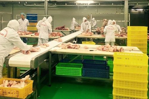 Ứng dụng công nghệ cao: Chìa khóa phát triển chăn nuôi bền vững