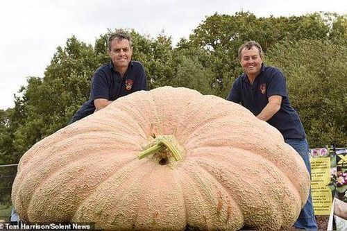 Bí ngô to khủng khiếp, nặng hơn nghìn kg đón Halloween