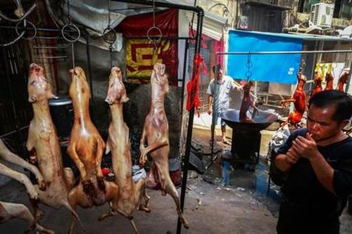 Luận về… cầy, cẩu: Giã từ mộc tồn