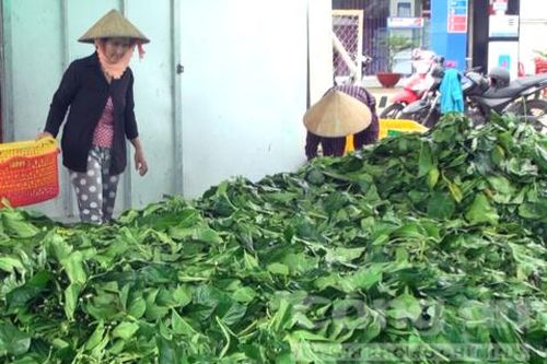 Cà Mau cầu cứu Bộ NN&PTNT vụ thương lái ồ ạt mua lá nhàu