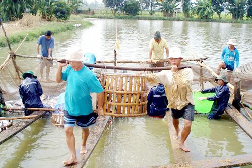 Giàu tiềm năng xuất khẩu cá tra