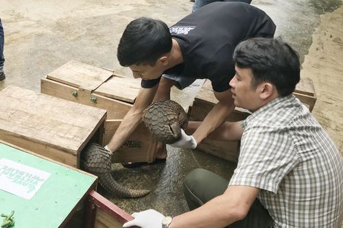 Gian nan hành trình cứu hộ tê tê
