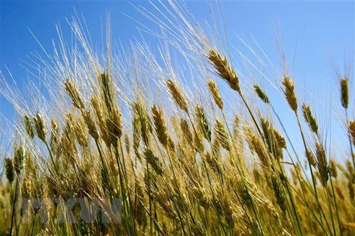 FAO dự báo sản lượng ngũ cốc năm 2018 giảm so với năm 2017