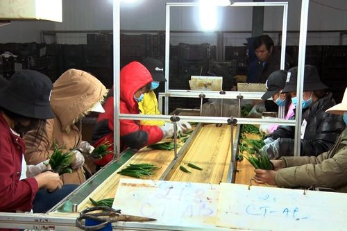 Nguy cơ phải 'giải cứu' vùng trồng rau trọng điểm