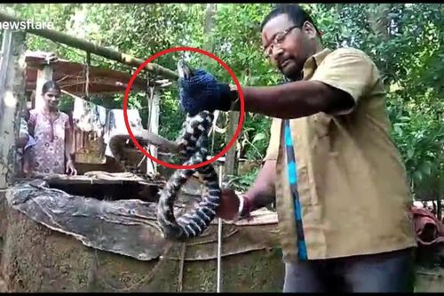 Clip: Loài rắn lạ bí ẩn ở ngôi làng Ấn Độ khiến giới chuyên gia bối rối