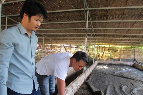 Nhiều lợi ích từ mô hình nuôi trùn quế