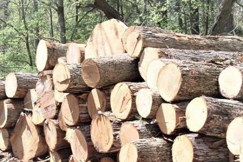 Xuất khẩu gỗ của Việt Nam: 13 tỷ USD - con số trong tầm tay?