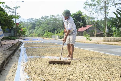 Mường Ảng lao đao vì cà phê mất mùa, rớt giá