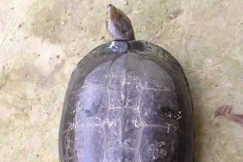 Người dân cù lao Minh bắt được rùa nặng 9kg
