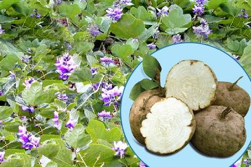Đây là loại củ có tác dụng kéo dài thanh xuân cả về nhan sắc lẫn sinh lý nên chị em nào cũng thích