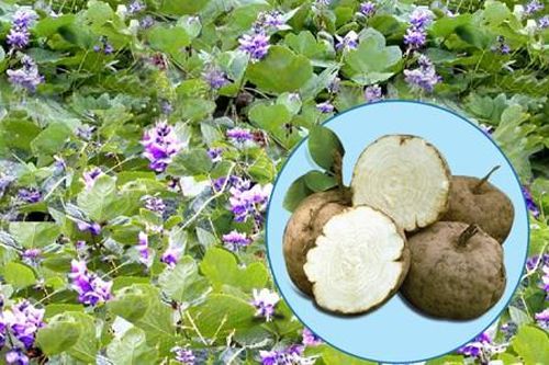Phát hiện loài sâm quý chứa hoạt chất giúp bổ sung estrogen cực cao