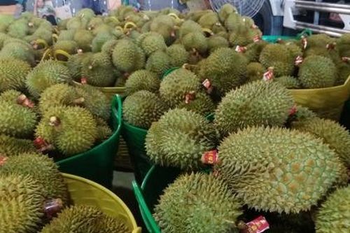 Tiền Giang: Nguy cơ tồn 200 ngàn tấn sầu riêng vì thương lái ngừng mua