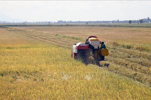 Hạt gạo có thể mang về cho Việt Nam hơn 3 tỷ USD trong năm nay