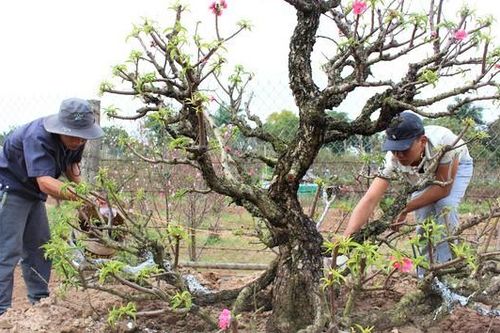 Tất bật 'canh bạc' hoa Tết Kỷ Hợi: Bài 1 - Dự báo nguồn cung từ 'thủ phủ' bích đào